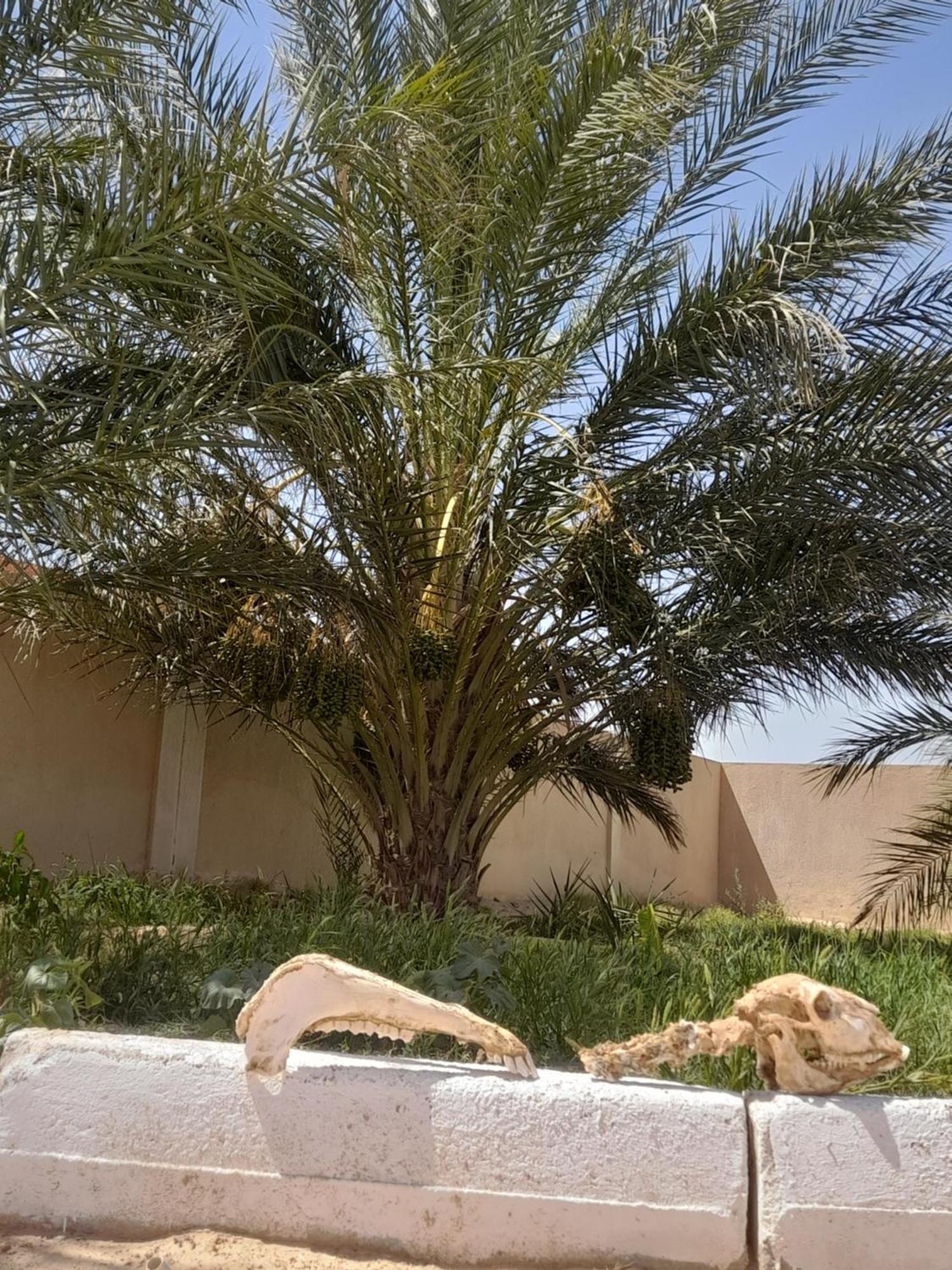 Residence Nour Douz Exterior foto